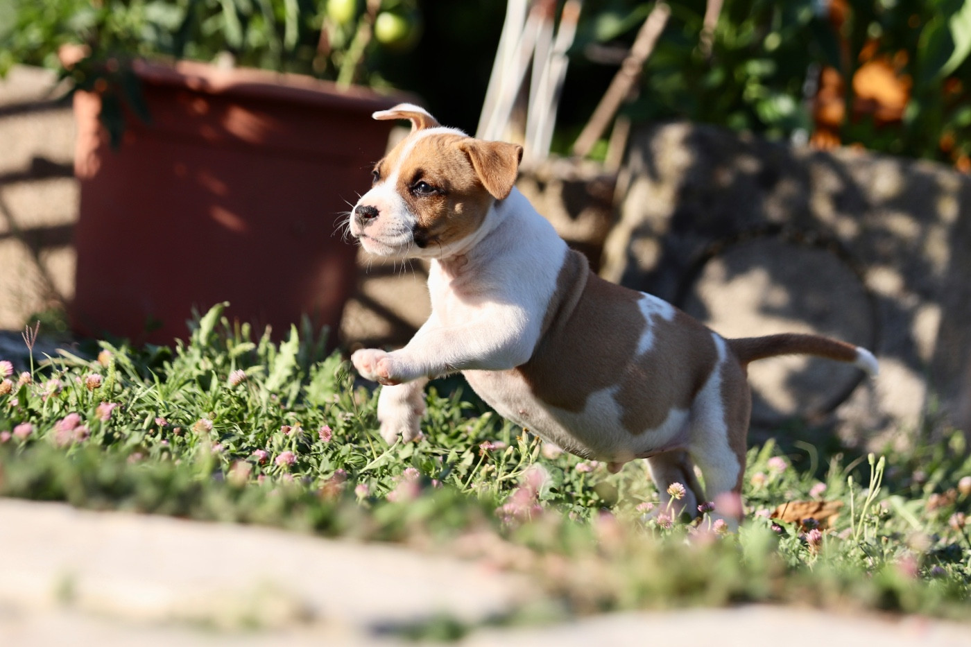 CHIOT 7