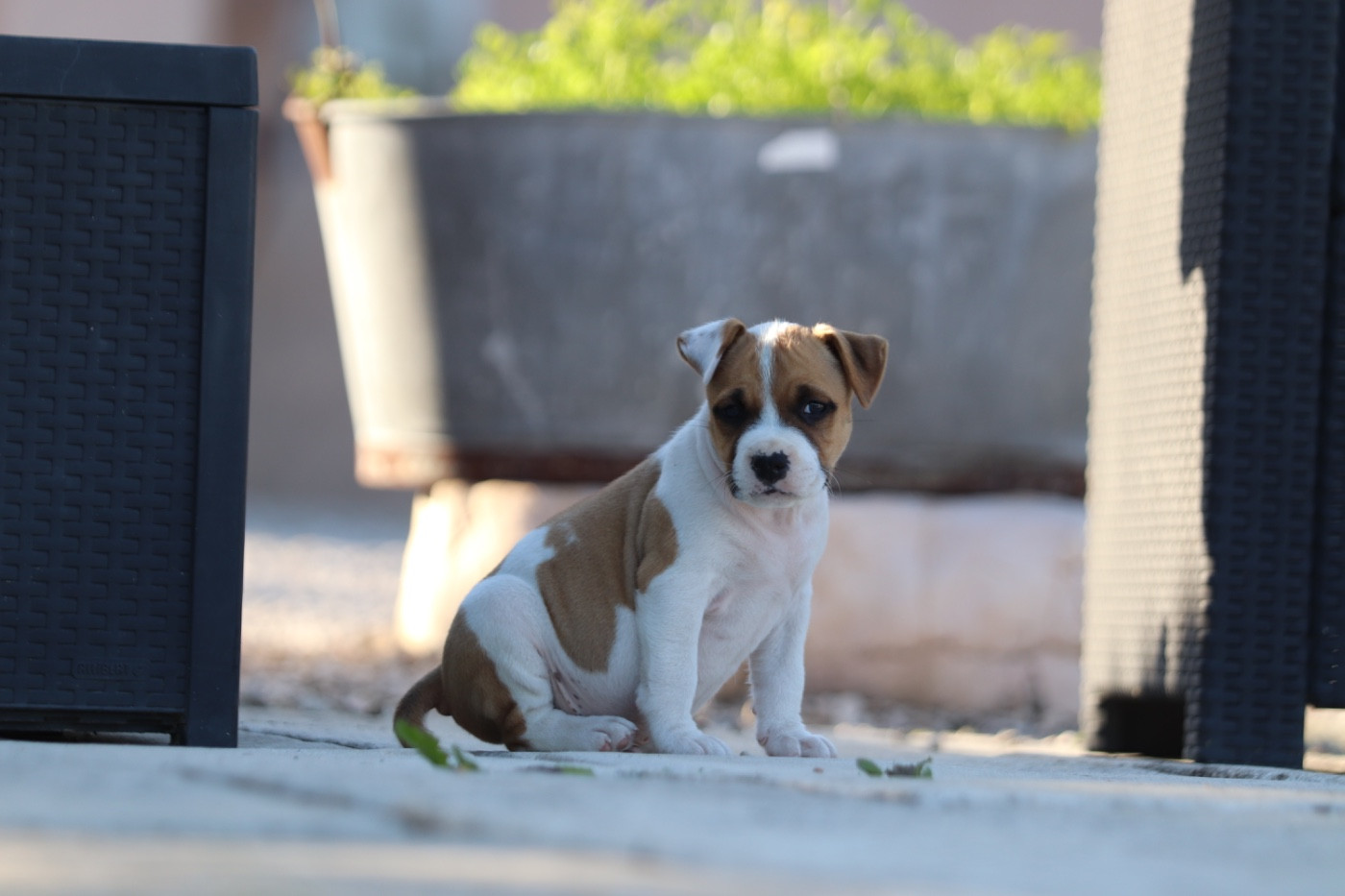 CHIOT 7