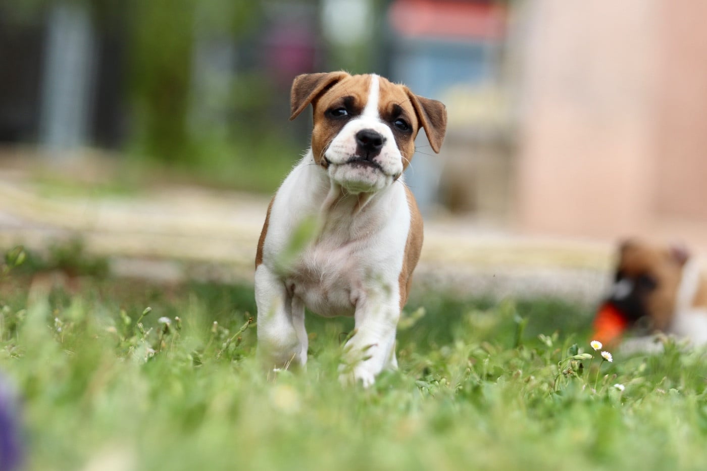 CHIOT 4