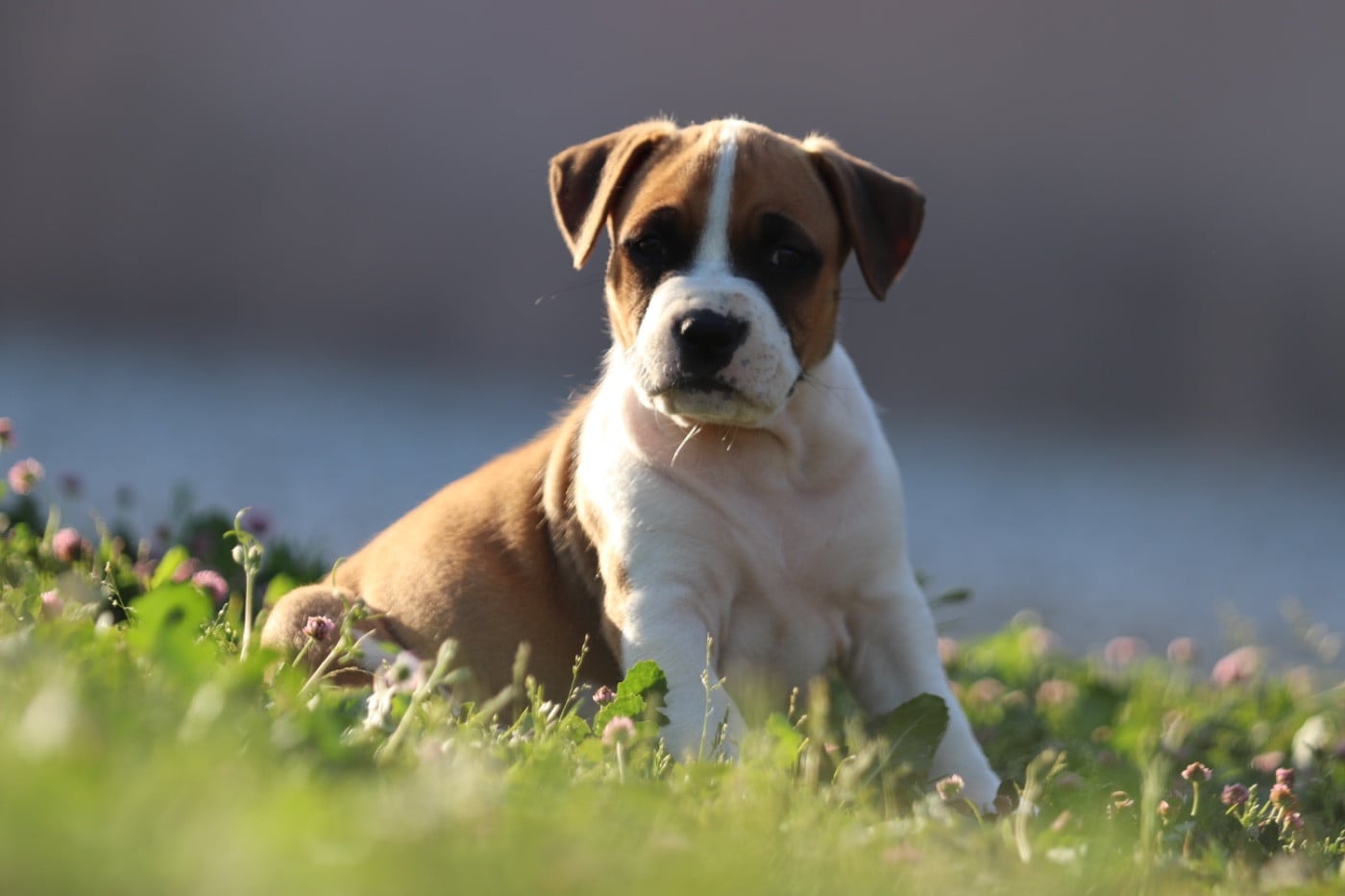 CHIOT 4