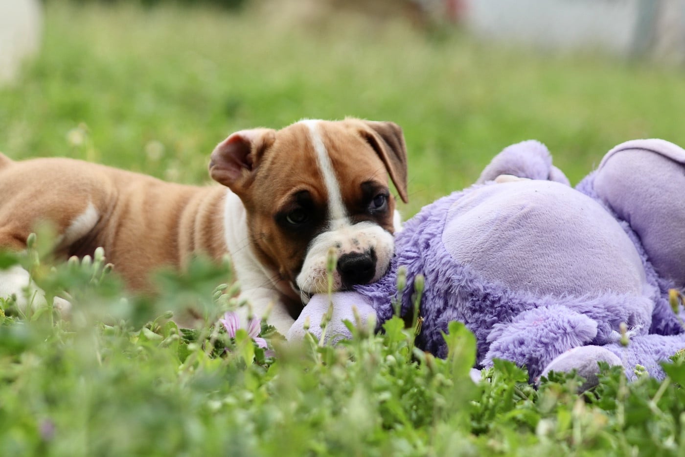 CHIOT 4
