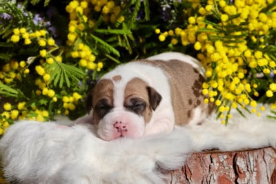Les chiots de American Staffordshire Terrier
