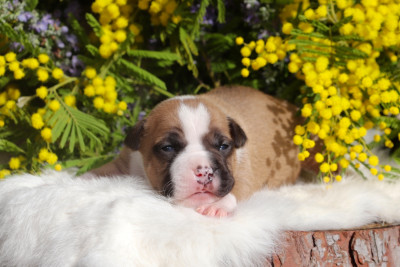 Les chiots de American Staffordshire Terrier