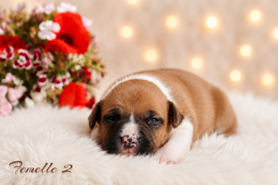 Les chiots de American Staffordshire Terrier