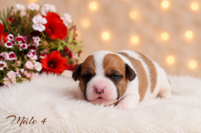Les chiots de American Staffordshire Terrier
