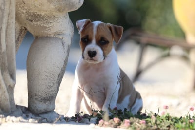Les chiots de American Staffordshire Terrier
