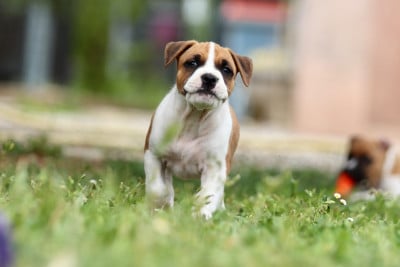 Les chiots de American Staffordshire Terrier