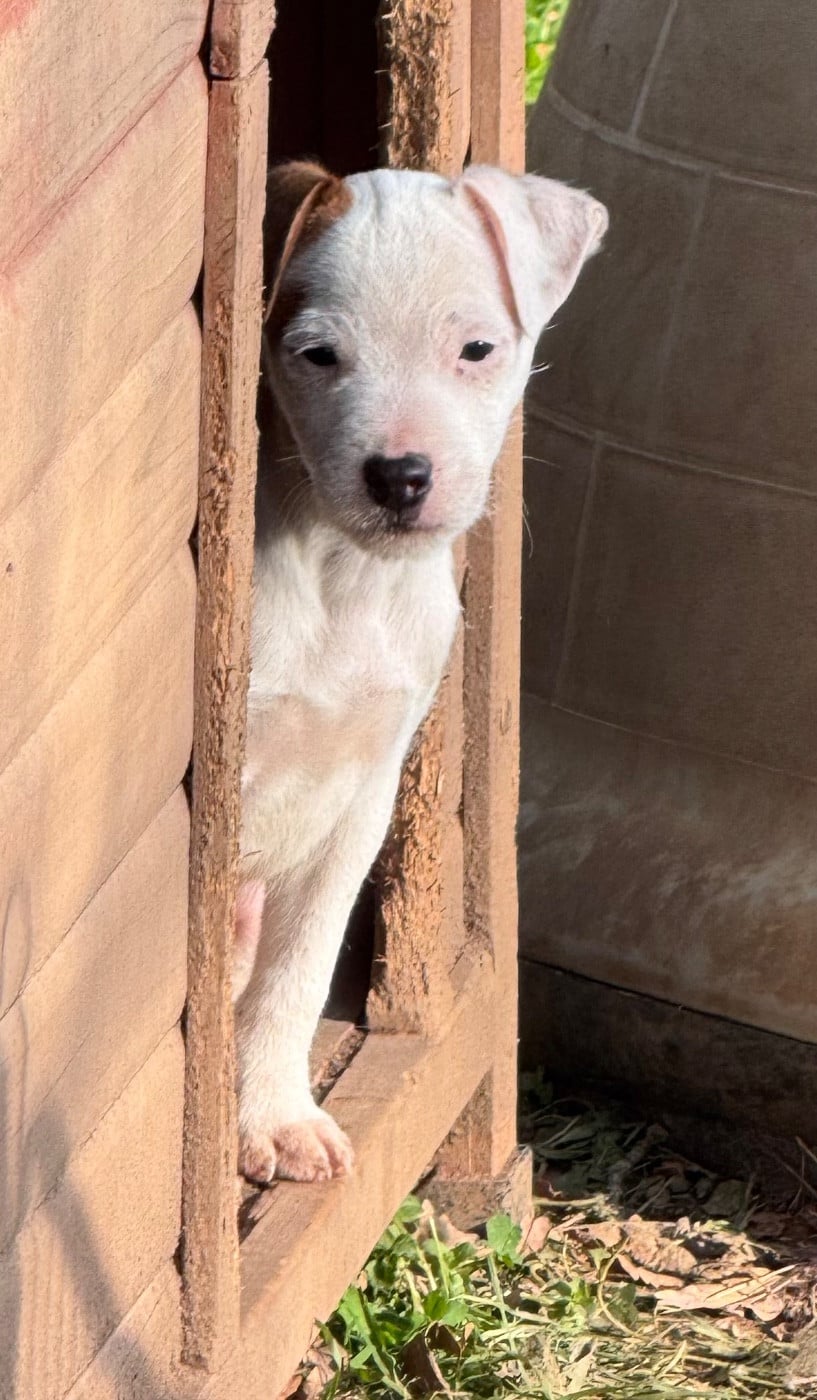 ALPHA DES GARENNES DE BEAUREGARD - Parson Russell Terrier