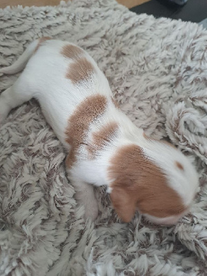 Les chiots de Cavalier King Charles Spaniel