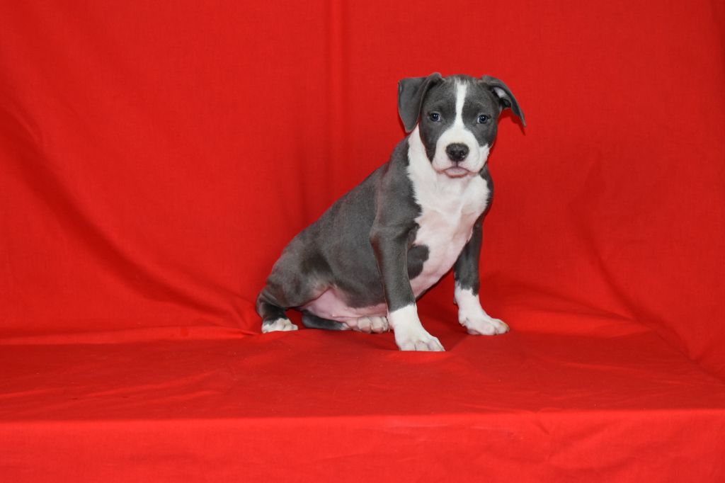 ROPLES - American Staffordshire Terrier