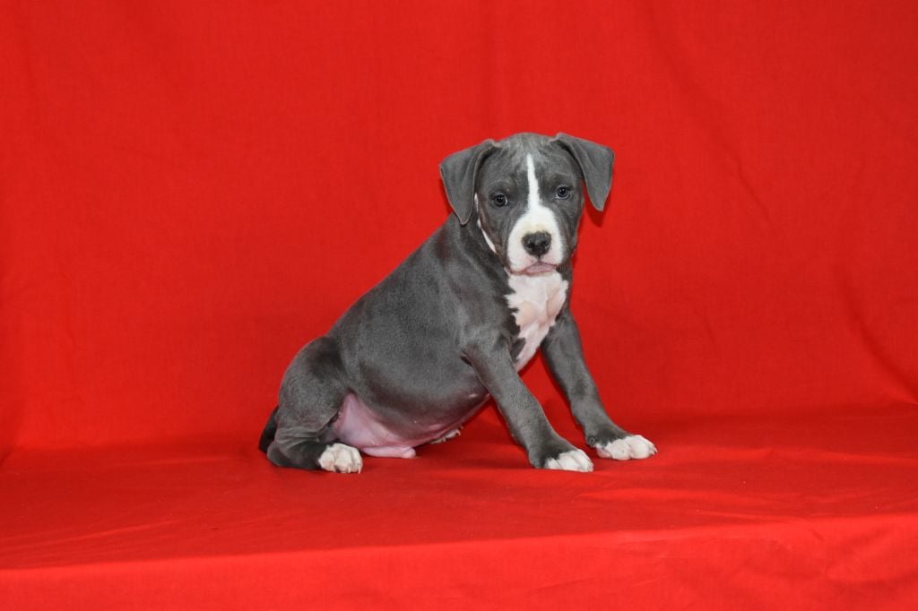 RYLES - American Staffordshire Terrier