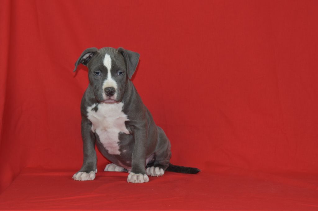 RHAROS - American Staffordshire Terrier