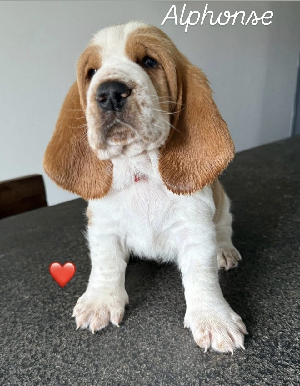 CHIOT 1 - Basset Hound
