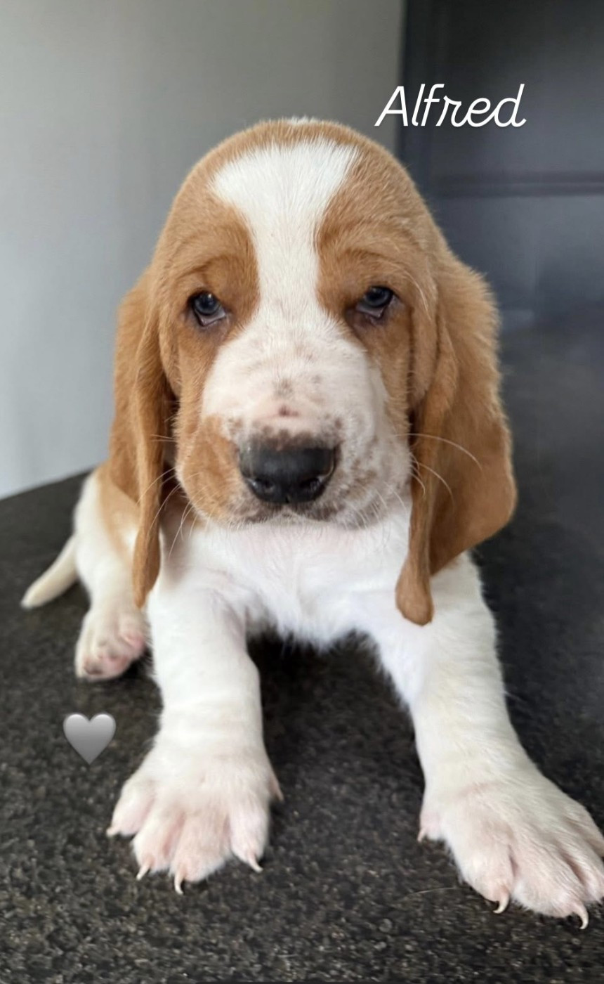CHIOT 4 - Basset Hound
