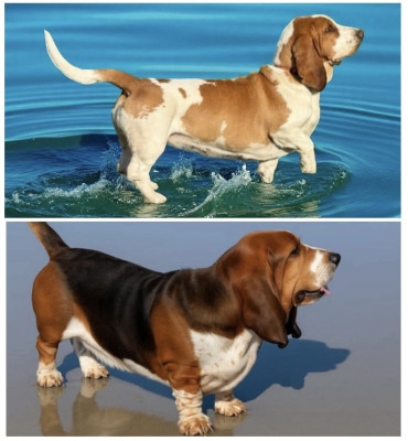 Les chiots de Basset Hound