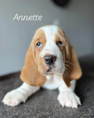 Les chiots de Basset Hound