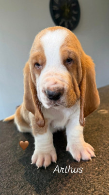 Les chiots de Basset Hound