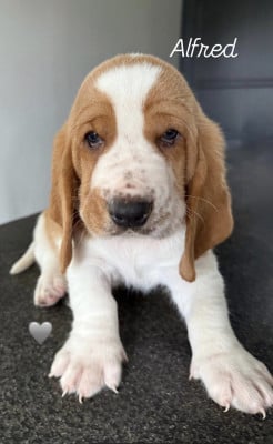 Les chiots de Basset Hound