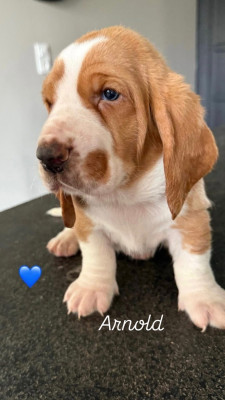 Les chiots de Basset Hound