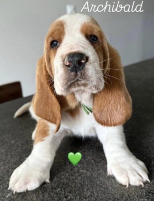Les chiots de Basset Hound
