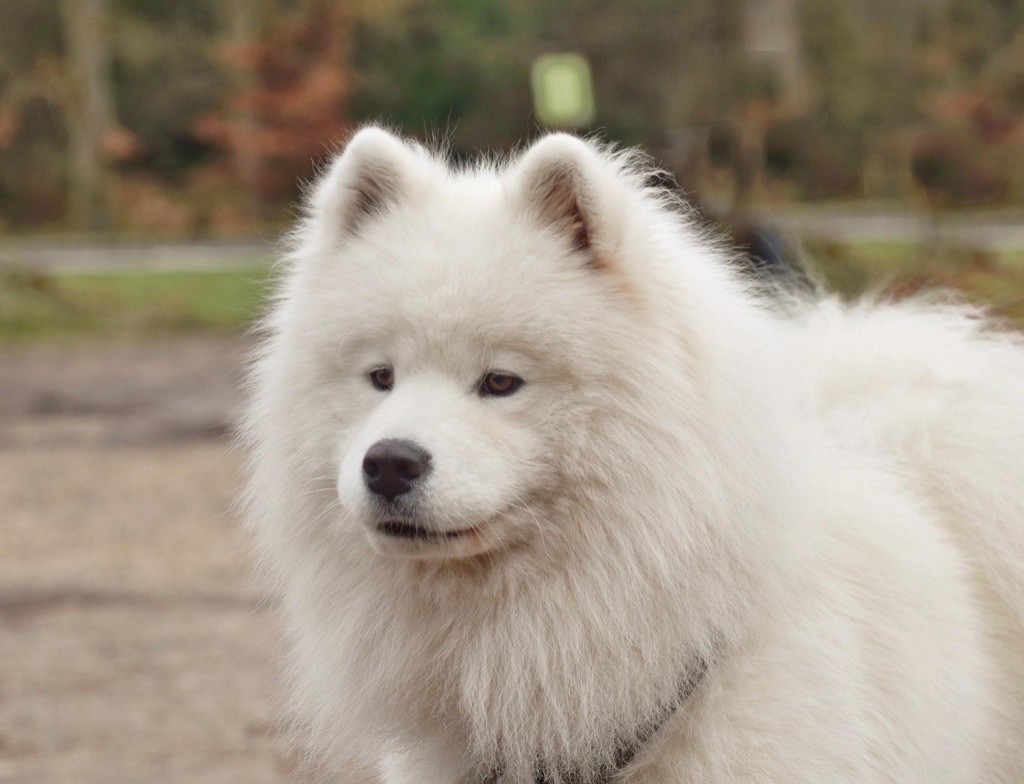 Publication : (Sans Affixe)