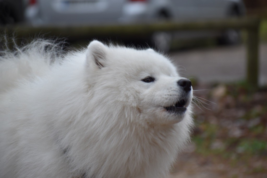 Publication : (Sans Affixe)