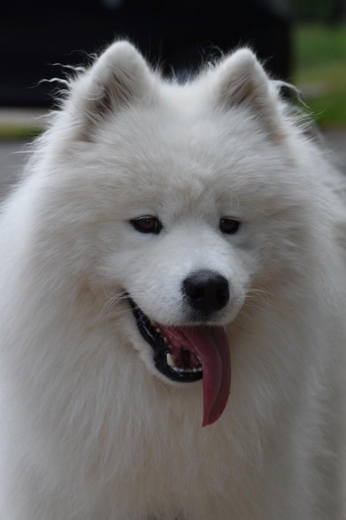 Publication : (Sans Affixe)