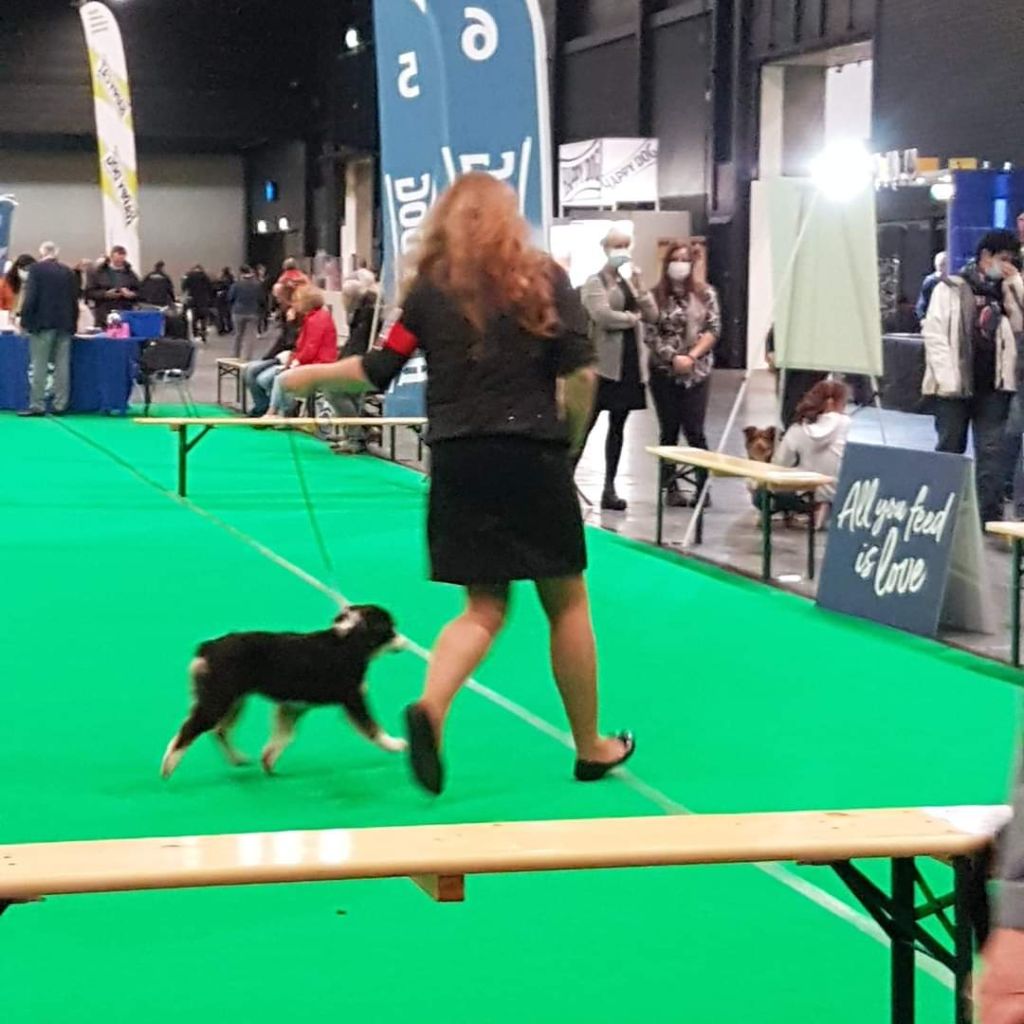 Reve ta vie en couleur du pic d'Espade - Puppy : 1er Très Prometteur + Best Puppy