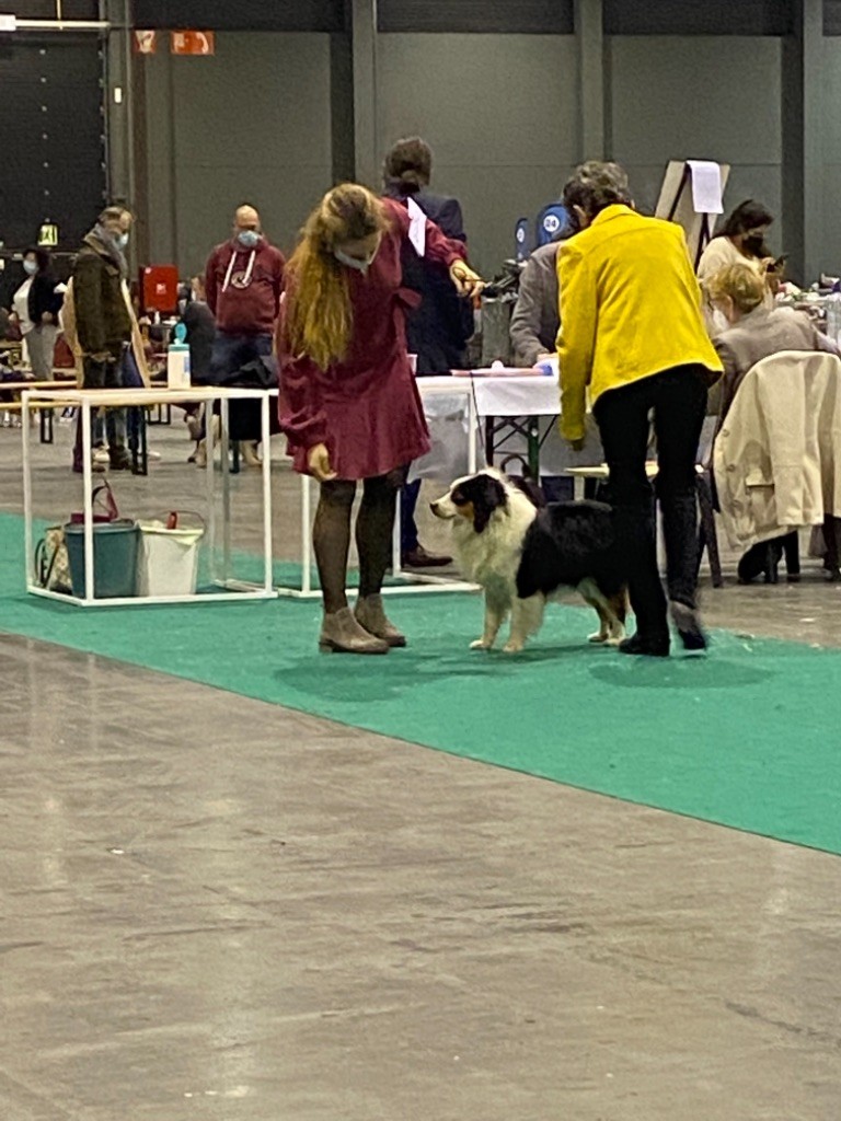 CH. Run of victory du pic d'Espade - 1er Exc RCAC RCACIB classe ouverte