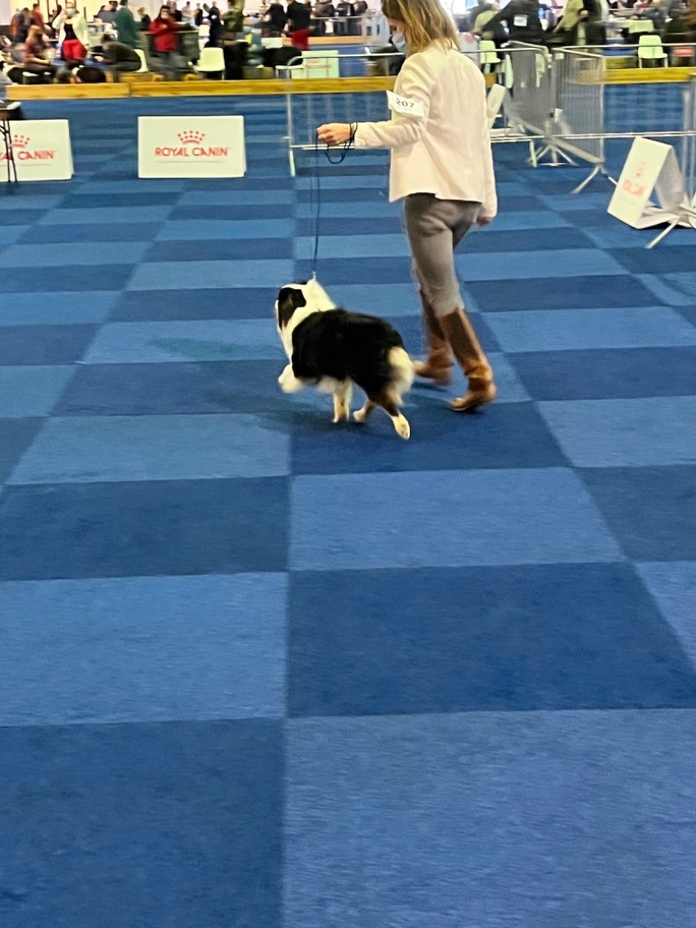 CH. Run of victory du pic d'Espade - 1er Excellent intermédiaire