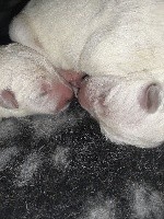 Berger Blanc Suisse - Chiots berger blanc suisse de Oméga et h'ades - (Sans Affixe)