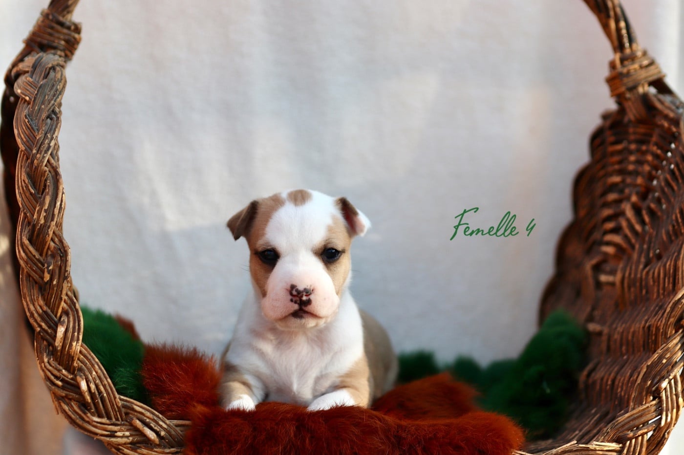 Chiot N°5