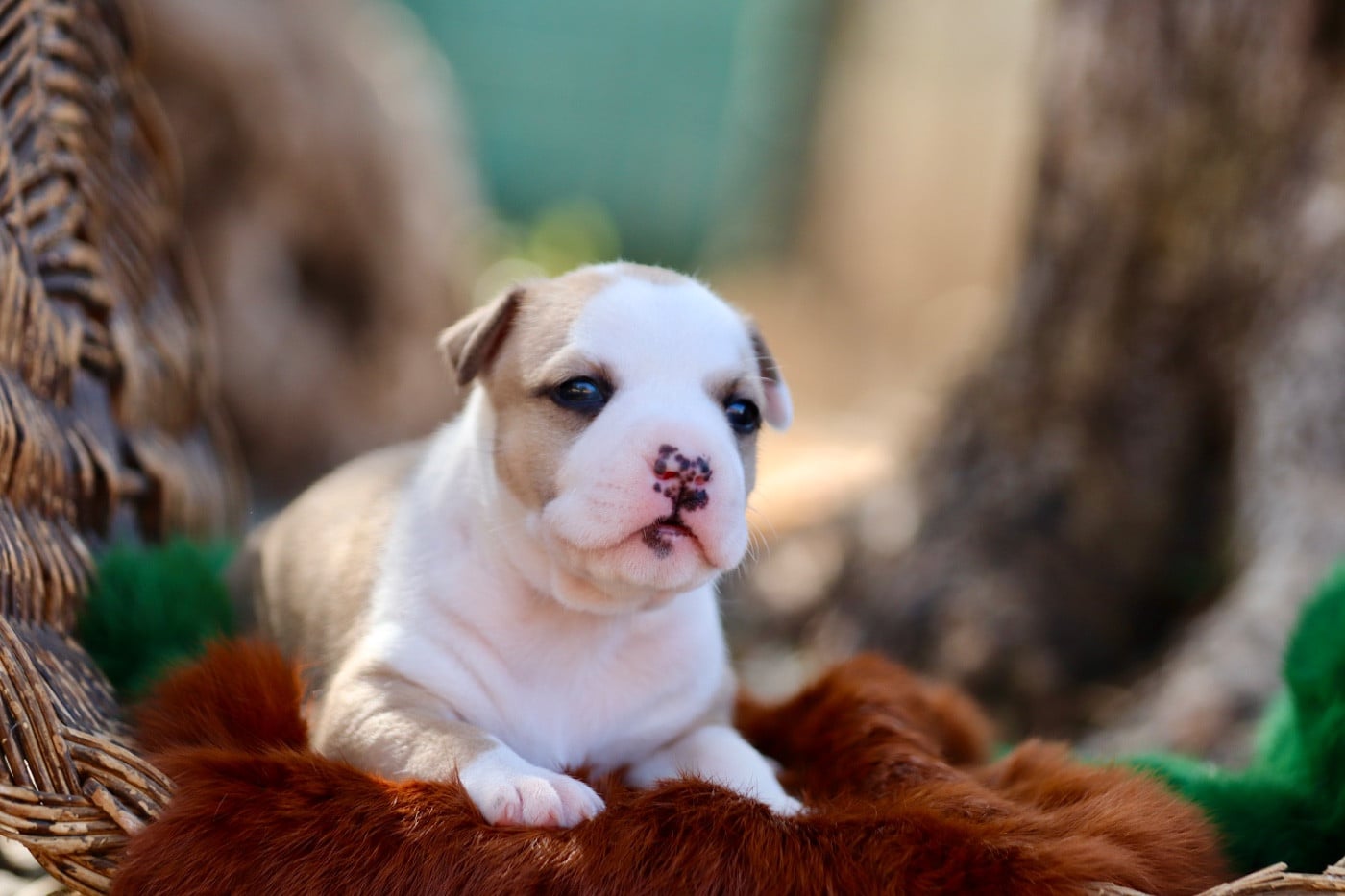 Chiot N°5