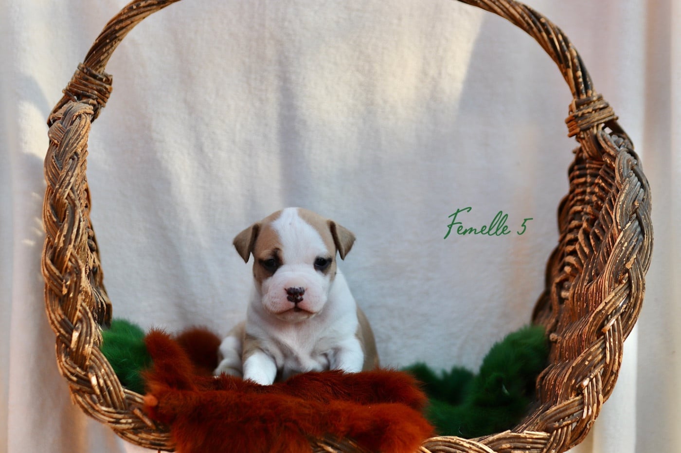 Chiot N°6
