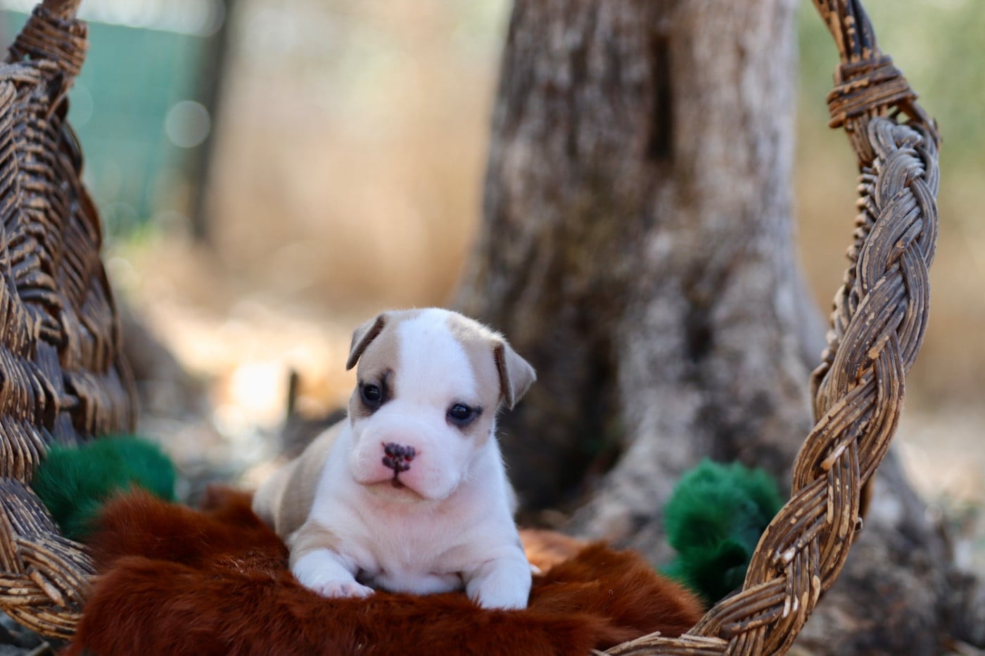 Chiot N°6