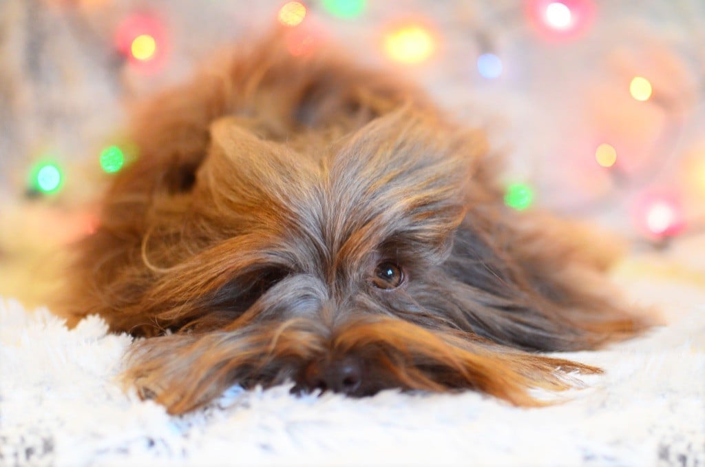 Publication : La Terre Des Roses