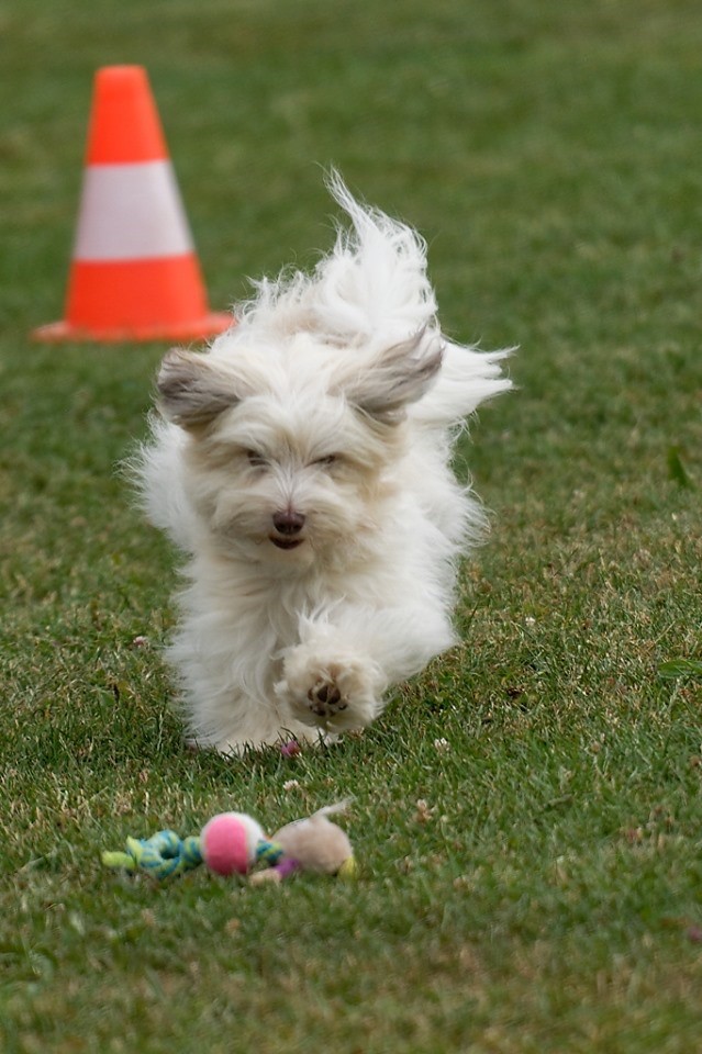 Publication : La Terre Des Roses