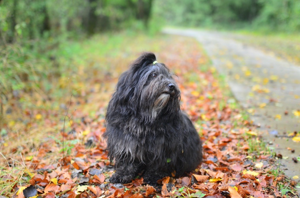 Publication : La Terre Des Roses