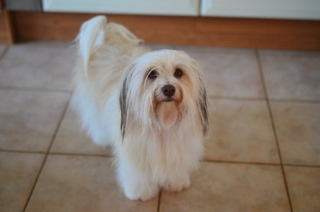 Publication : La Terre Des Roses