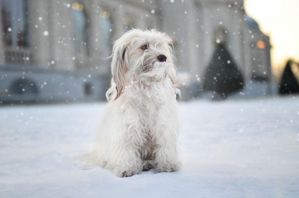 Publication : La Terre Des Roses