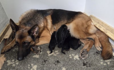 Les chiots de Berger Allemand