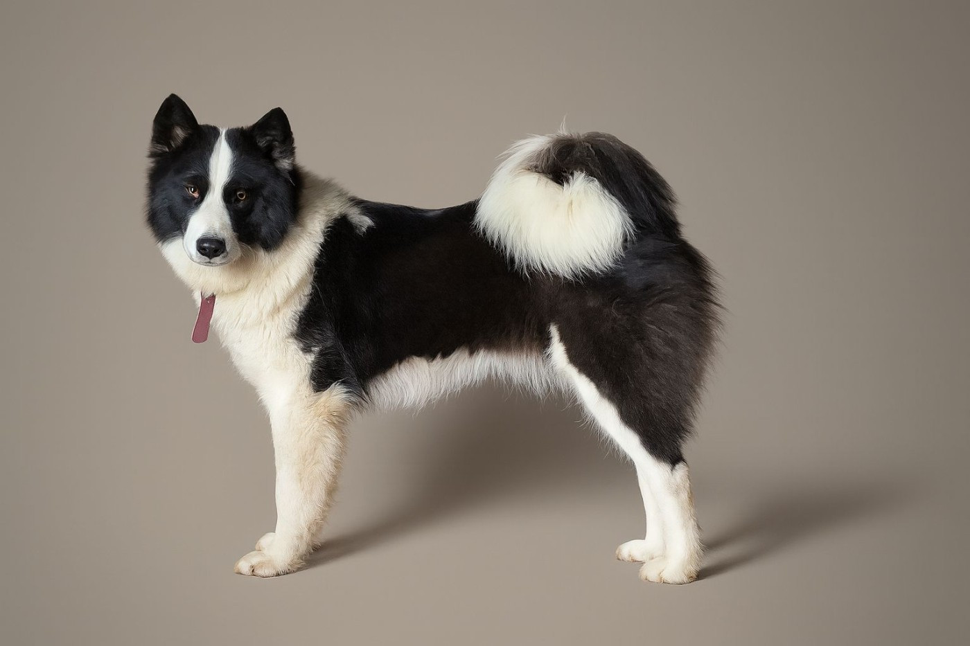 Polar Souls Visit gosth with bakujira