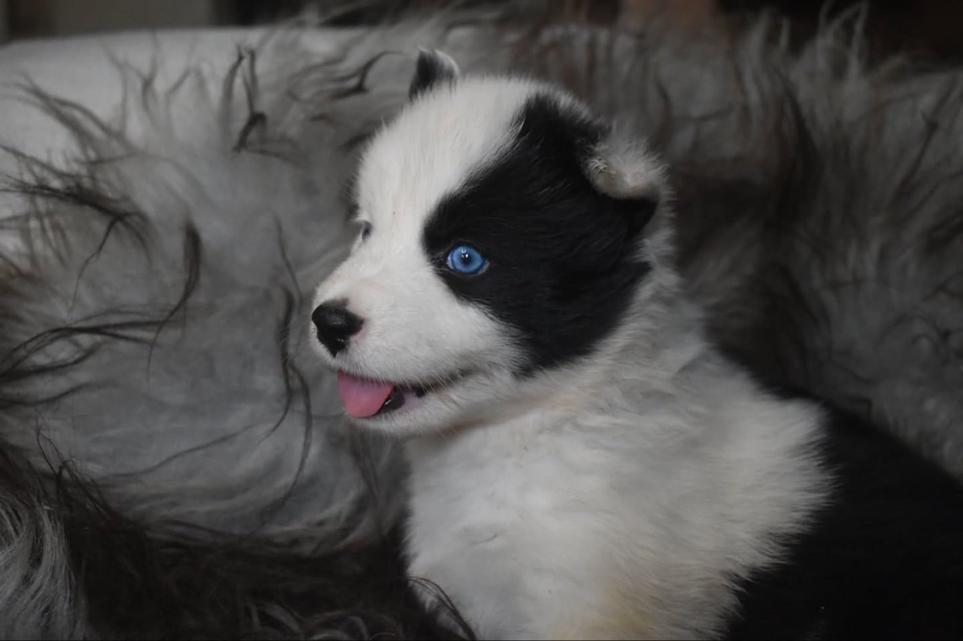 Chiot Laika de iakoutie