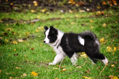 Les chiots de Laika de iakoutie