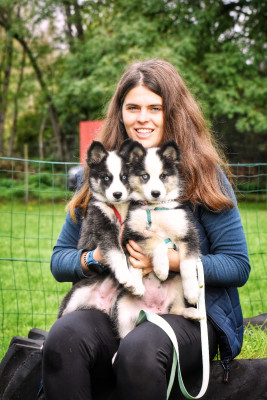 Les chiots de Laika de iakoutie