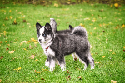 Les chiots de Laika de iakoutie