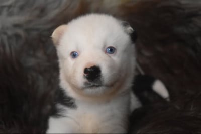 Les chiots de Laika de iakoutie