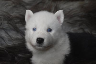 Les chiots de Laika de iakoutie