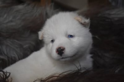 Les chiots de Laika de iakoutie