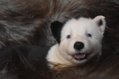 Les chiots de Laika de iakoutie